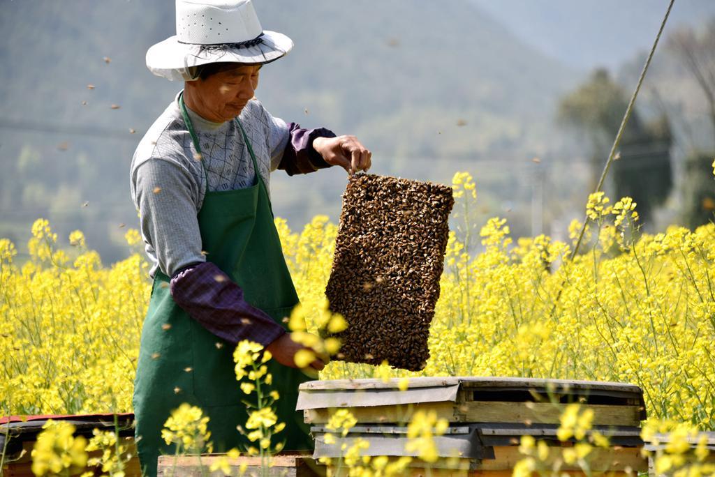 Xihai Metropolis Daily reported: Honey industry has become a sweet growth point for Qingdao's foreign trade