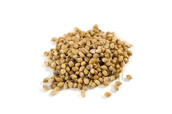 Coriander