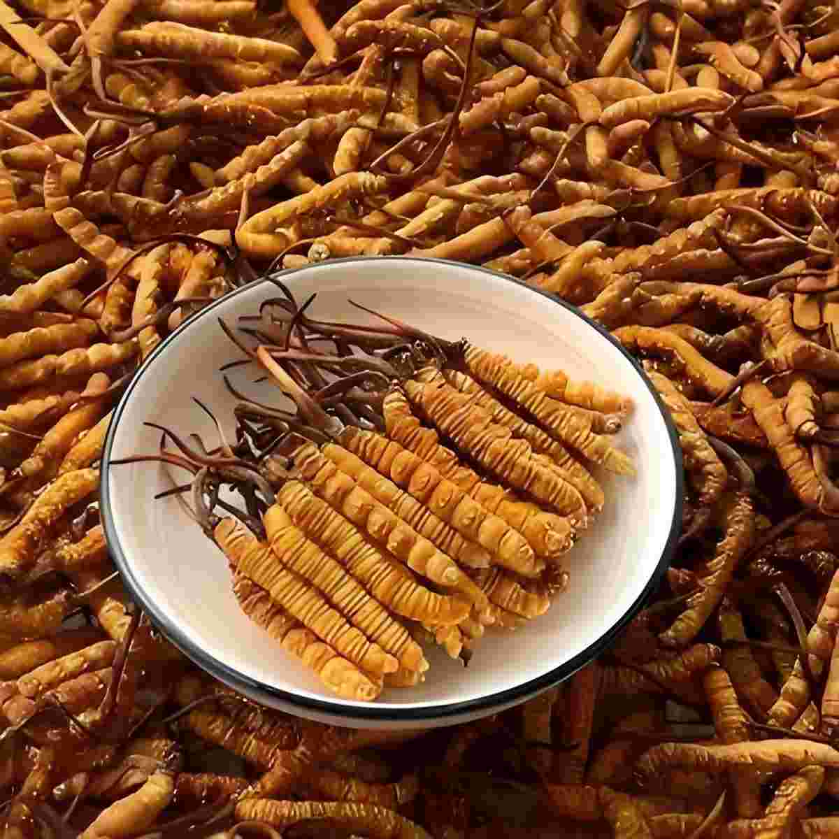 How to store Cordyceps