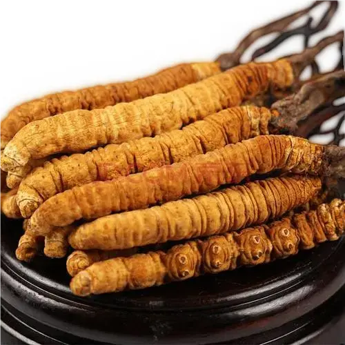 Cordyceps Sinensis 