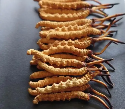 Tibet Naqu Cordyceps Senisis