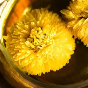  Iced Chrysanthemum Tea