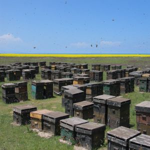 蜂場