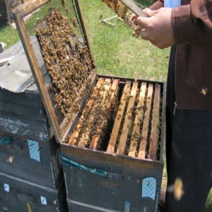養(yǎng)蜂