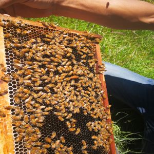 bees