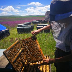 bee keeping