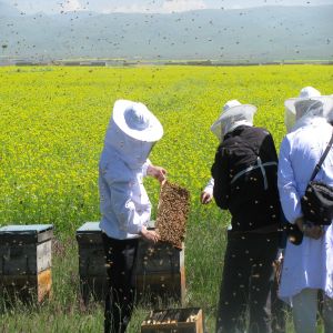 bee keeping