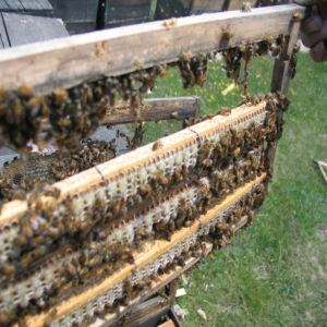 bee keeping