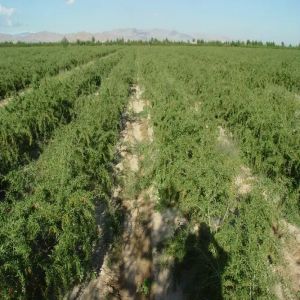 Wolfberry planting base