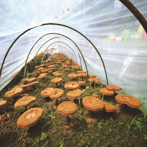 靈芝種植基地