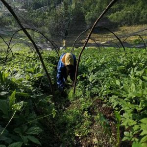 人參種植基地